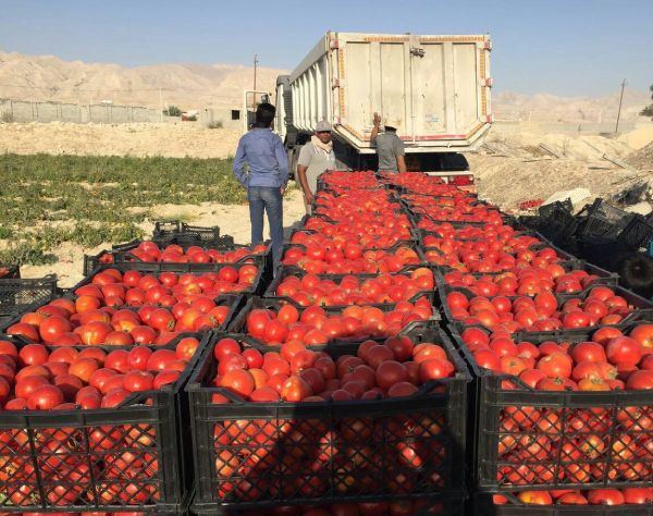 صادرات گوجه فرنگی به افغانستان و افزایش سهم ایران در بازار منطقه